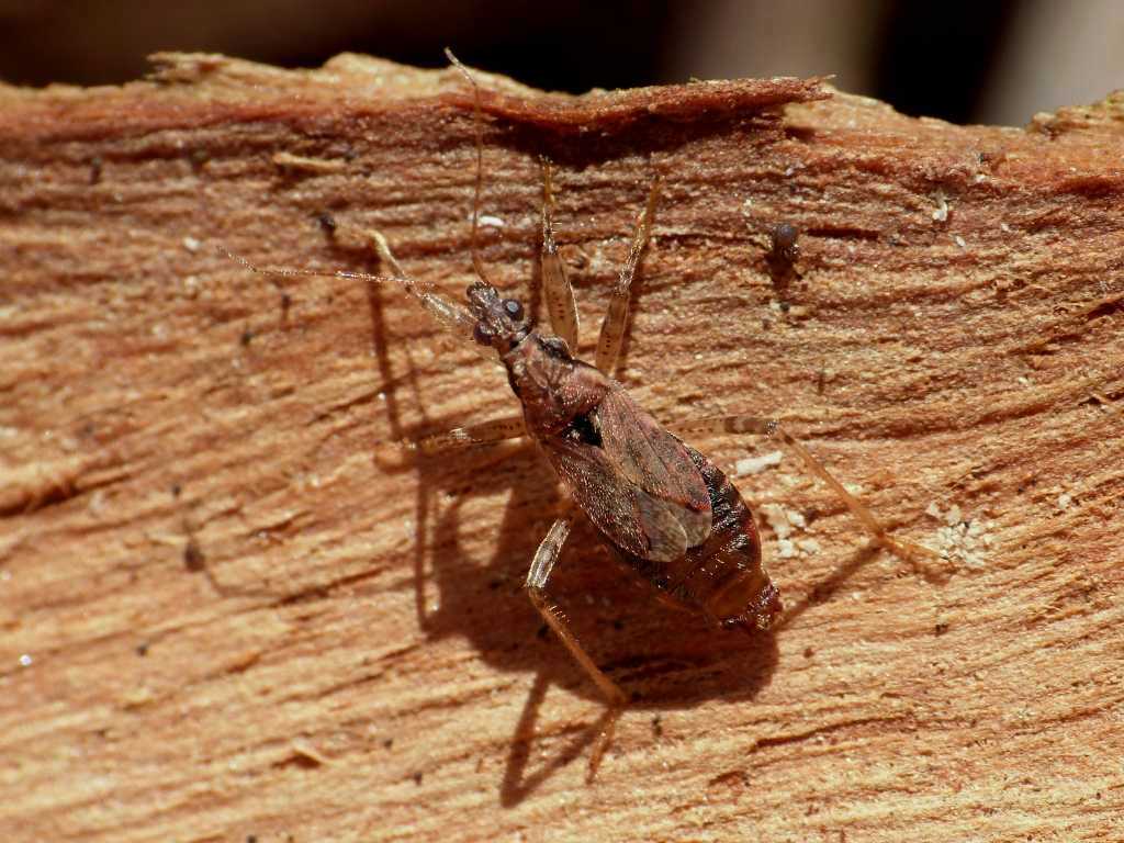 Femmina  e maschio di Himacerus (Aptus) mirmicoides